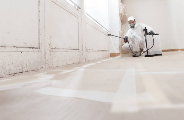 Black mold remediation team in Farmington
